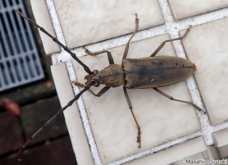 ミヤマカミキリ Neocerambyx raddei