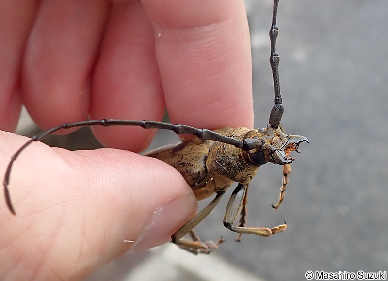 ミヤマカミキリ Neocerambyx raddei
