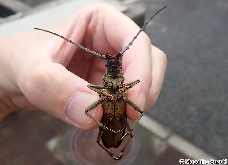 ミヤマカミキリ Neocerambyx raddei
