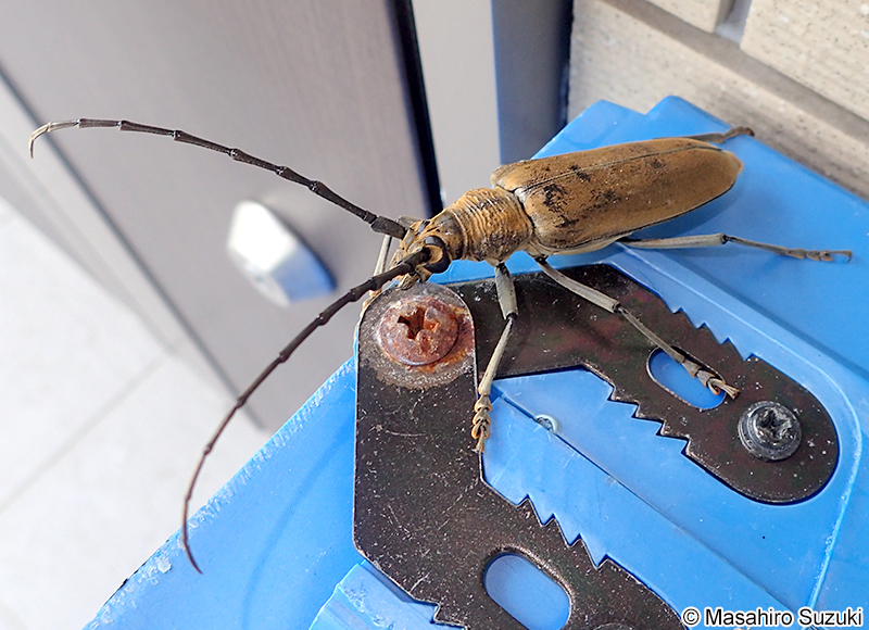 ミヤマカミキリ Neocerambyx raddei