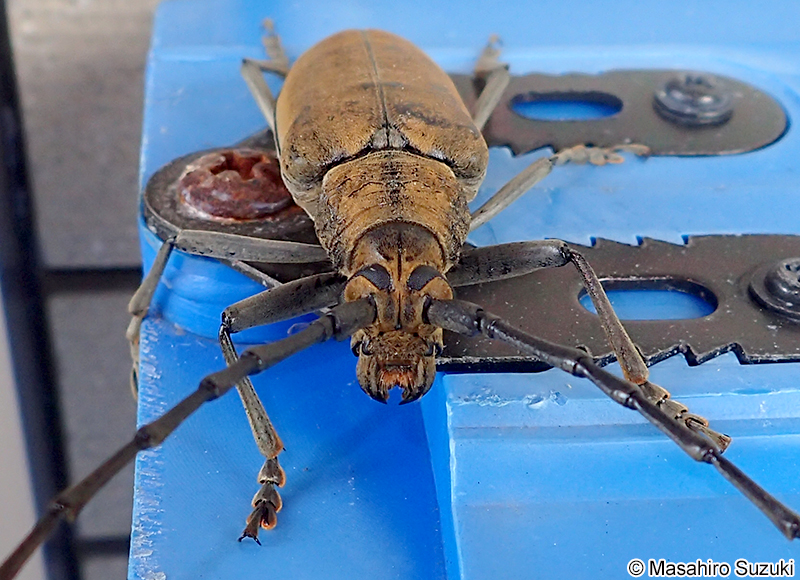 ミヤマカミキリ Neocerambyx raddei