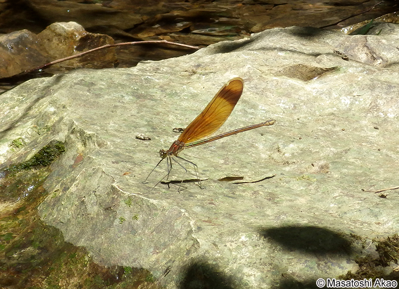 ミヤマカワトンボ Calopteryx cornelia