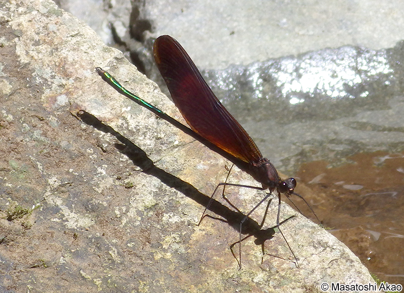 ミヤマカワトンボ Calopteryx cornelia