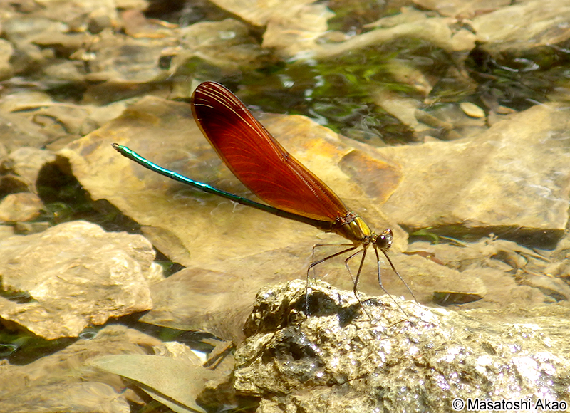 ミヤマカワトンボ Calopteryx cornelia