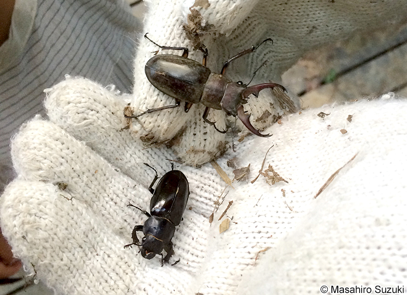 ミヤマクワガタ Lucanus maculifemoratus