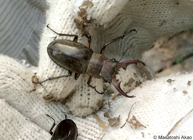 ミヤマクワガタのオス