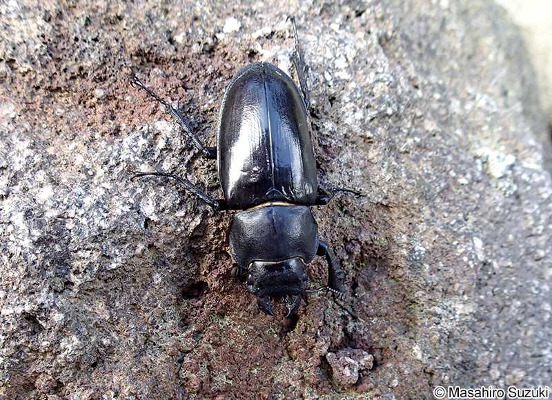 ミヤマクワガタのメス
