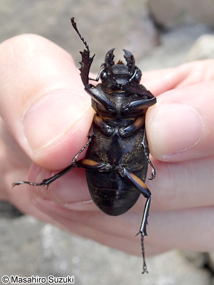 ミヤマクワガタのメス