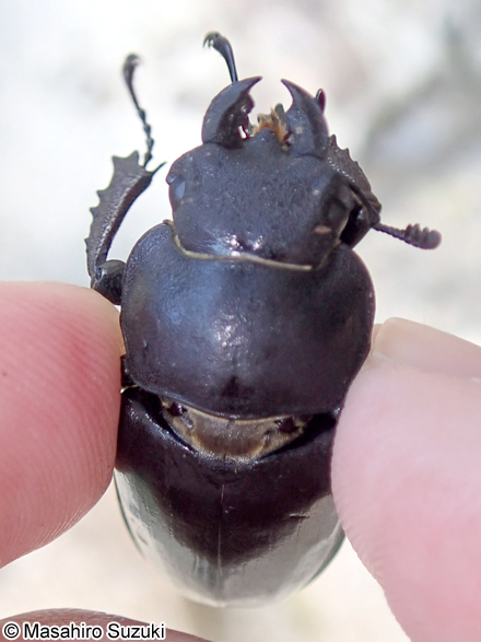 ミヤマクワガタのメス