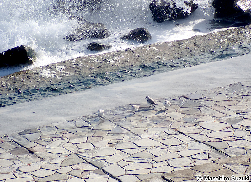 ミユビシギ Calidris alba