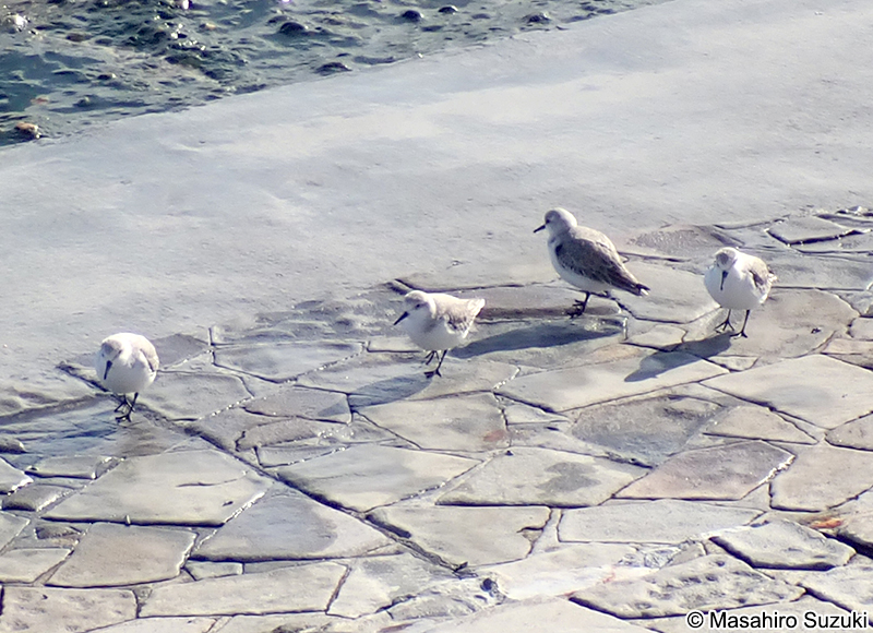 ミユビシギ Calidris alba