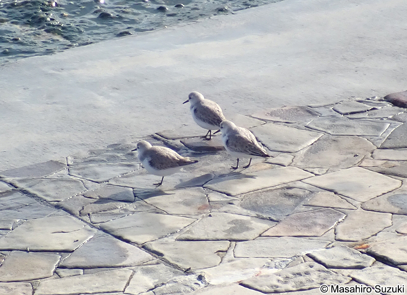 ミユビシギ Calidris alba