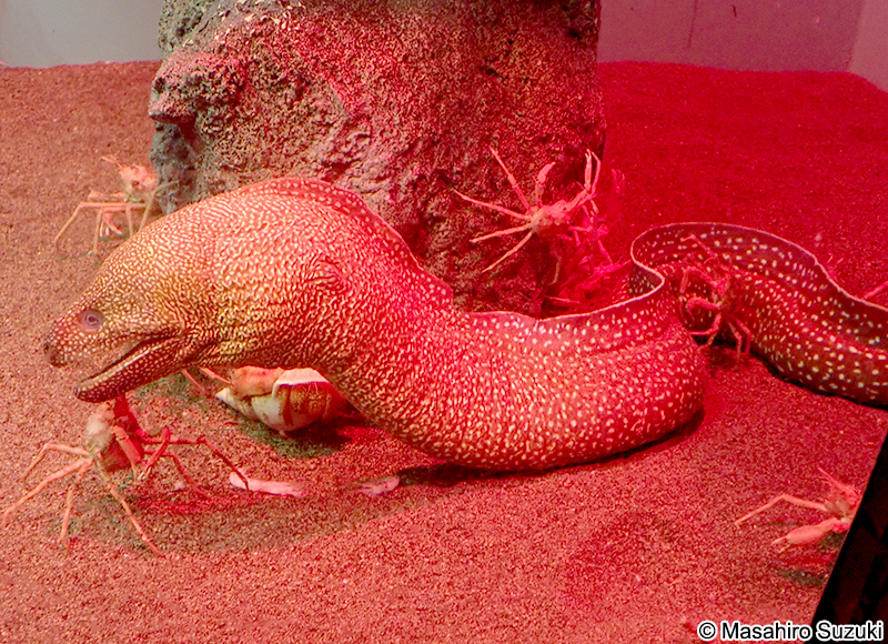 ミゾレウツボ Gymnothorax neglectus