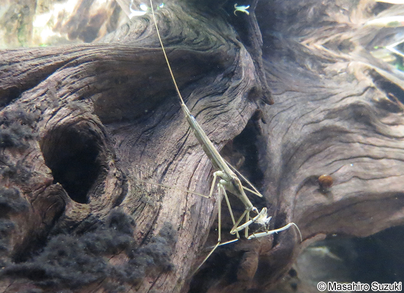 ミズカマキリ Ranatra chinensis