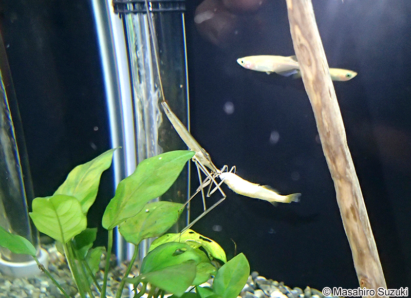 ミズカマキリ Ranatra chinensis