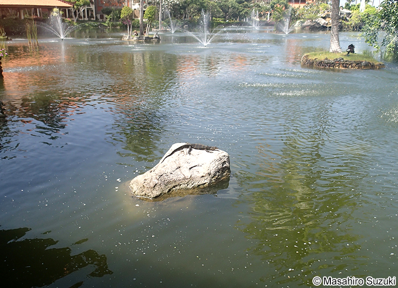 ミズオオトカゲ Varanus salvator