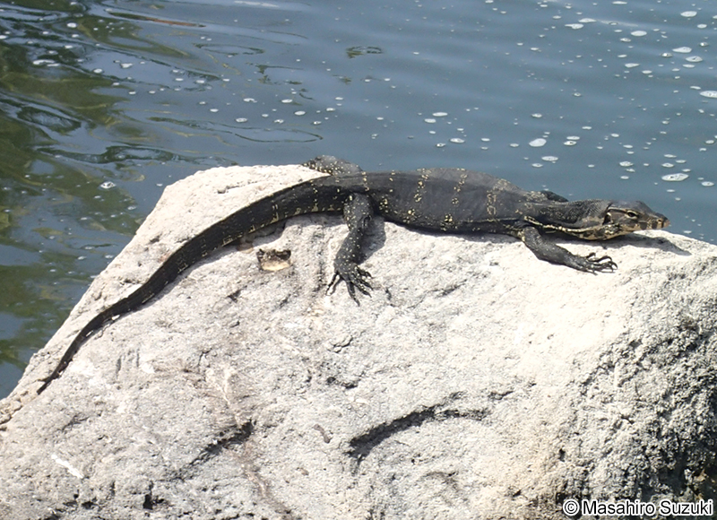 ミズオオトカゲ Varanus salvator