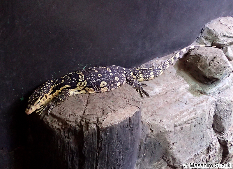 ミズオオトカゲ Varanus salvator