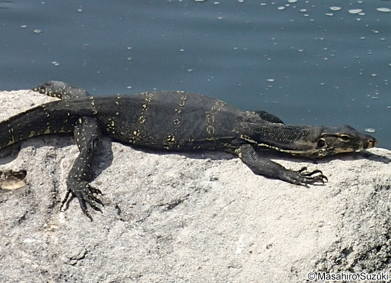 ミズオオトカゲ Varanus salvator