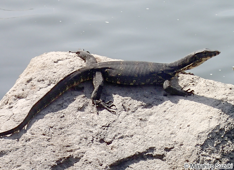 ミズオオトカゲ Varanus salvator