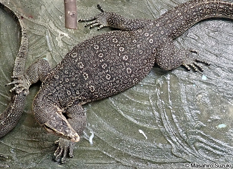 ミズオオトカゲ Varanus salvator