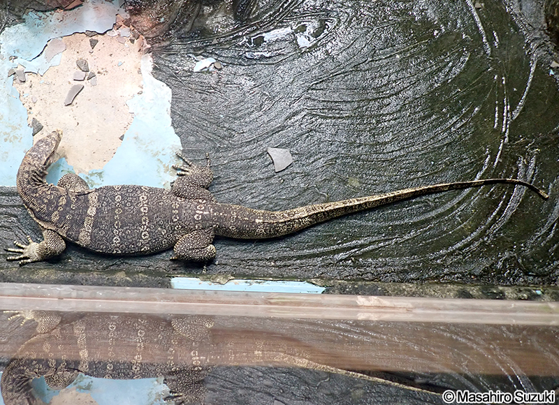 ミズオオトカゲ Varanus salvator