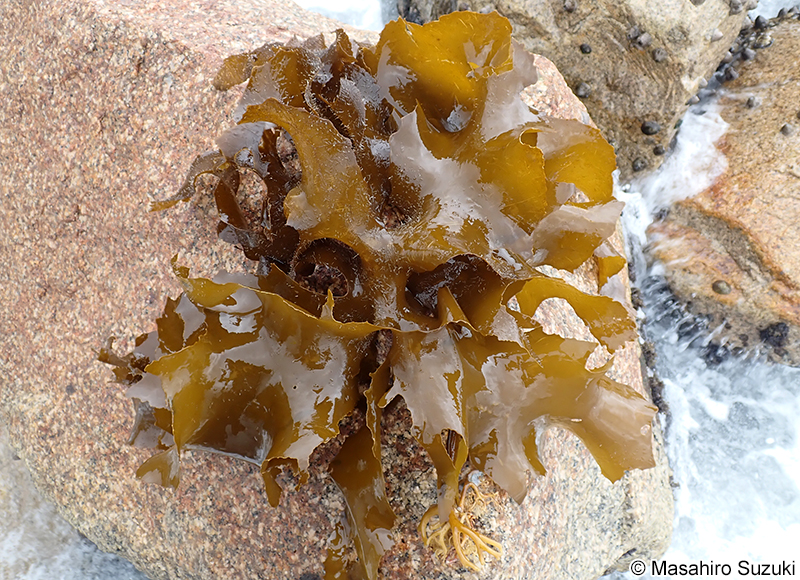 モハネガヤ Plumularia filicaulis