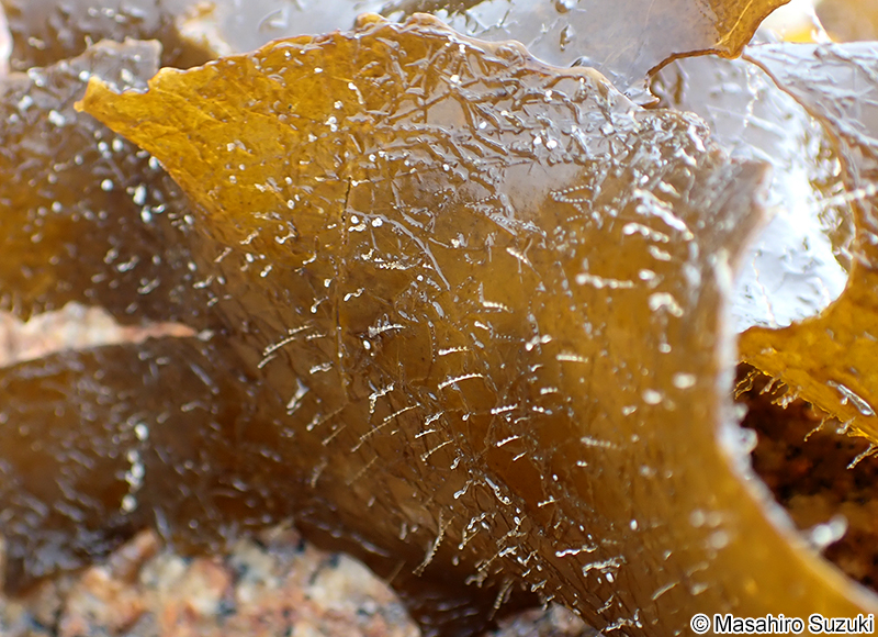 モハネガヤ Plumularia filicaulis