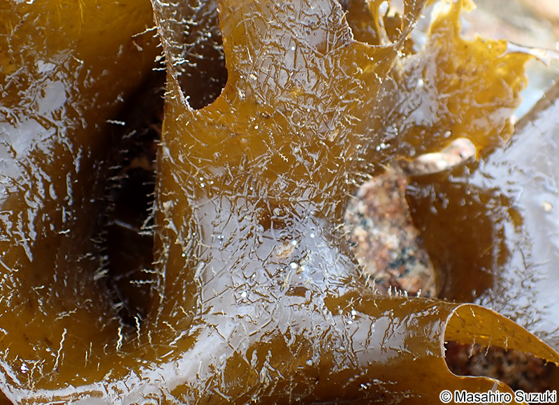 モハネガヤ Plumularia filicaulis