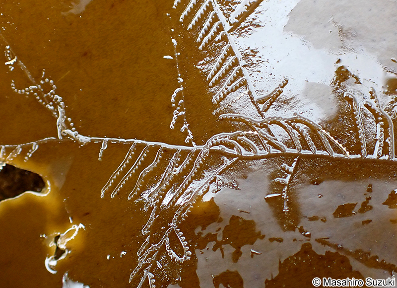 モハネガヤ Plumularia filicaulis