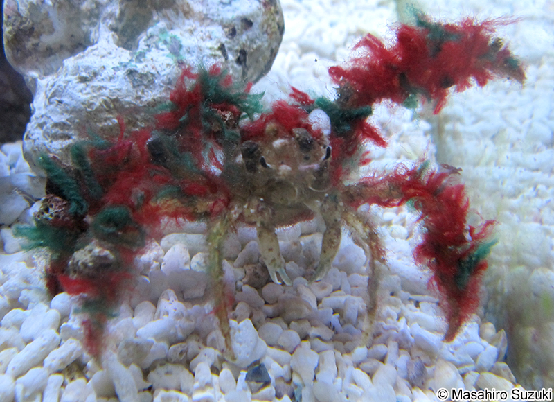 モクズショイ Camposcia retusa