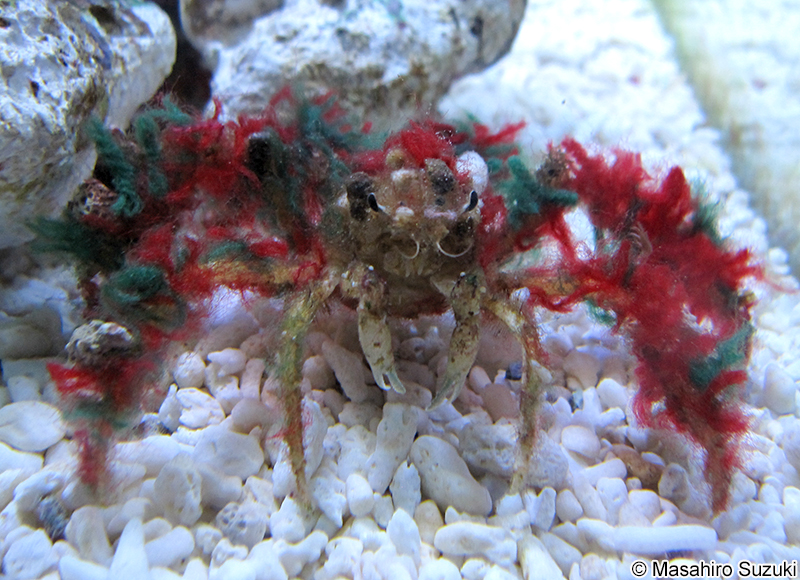 モクズショイ Camposcia retusa