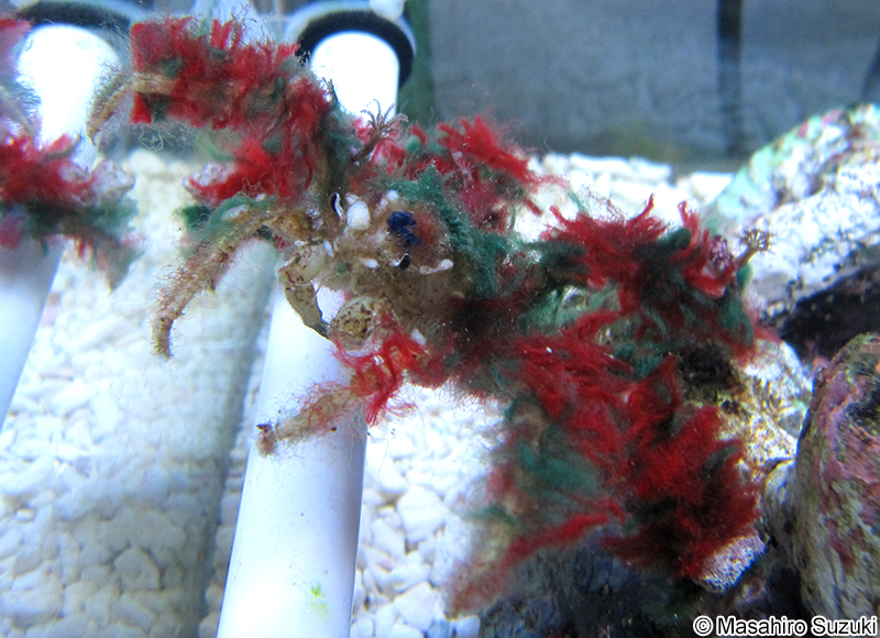 モクズショイ Camposcia retusa