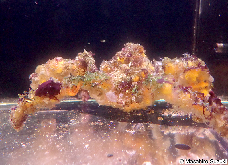 モクズショイ Camposcia retusa