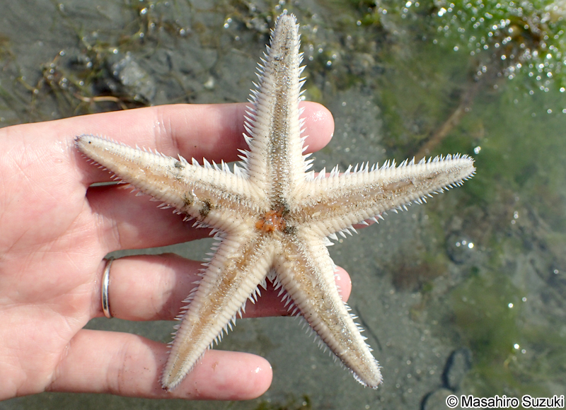 モミジガイ Astropecten scoparius