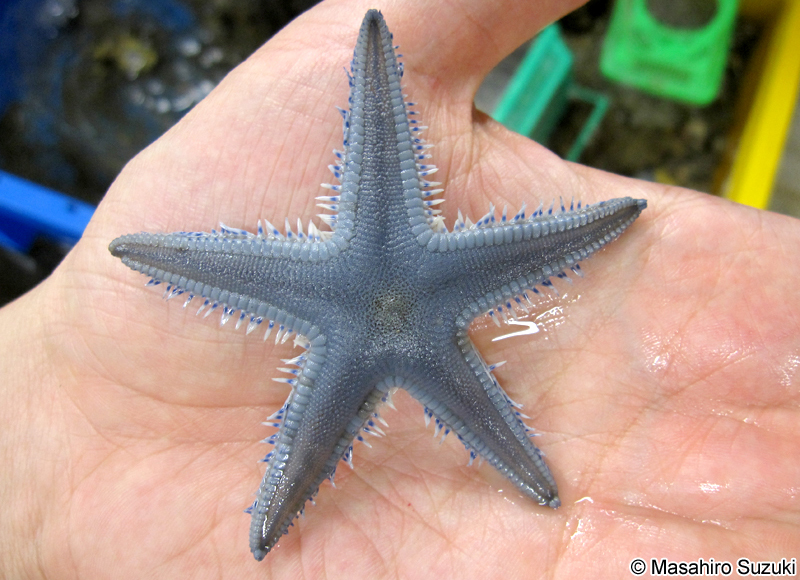 モミジガイ Astropecten scoparius