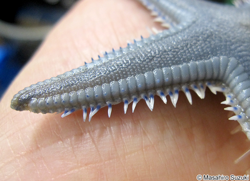 モミジガイ Astropecten scoparius