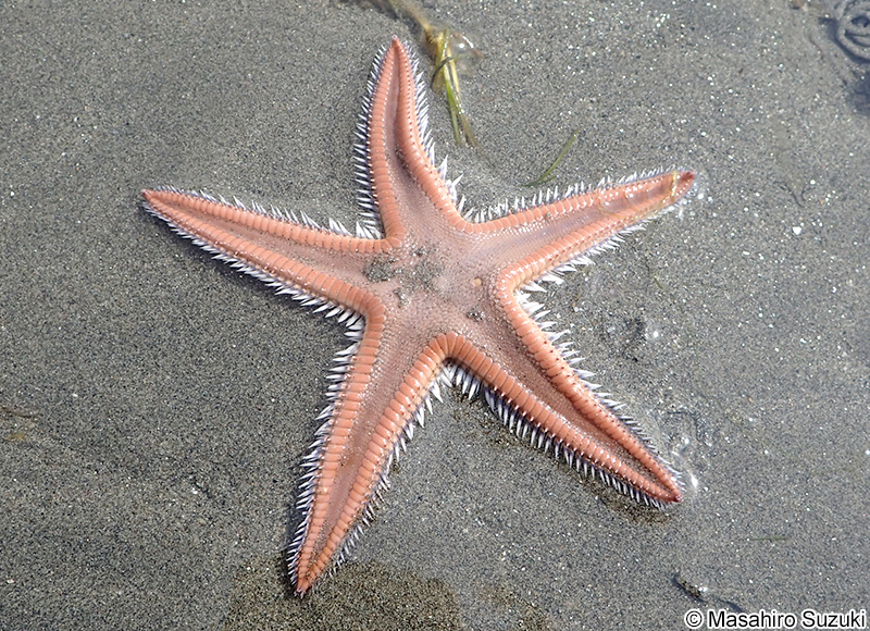 モミジガイ Astropecten scoparius