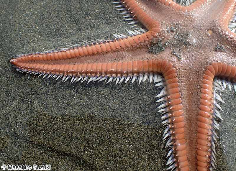 モミジガイ Astropecten scoparius