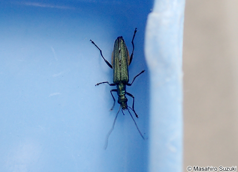 モモブトカミキリモドキ Oedemera lucidicollis