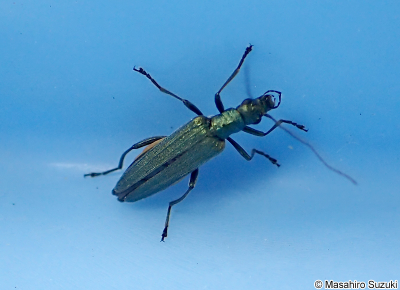 モモブトカミキリモドキ Oedemera lucidicollis