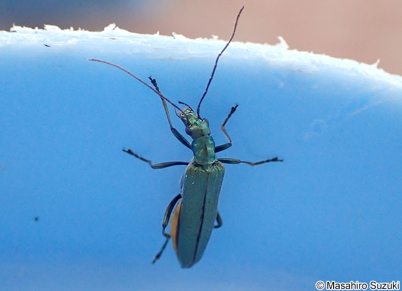 モモブトカミキリモドキ Oedemera lucidicollis