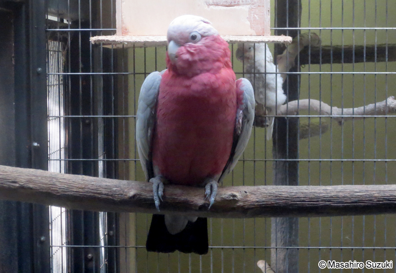 モモイロインコ Eolophus roseicapilla