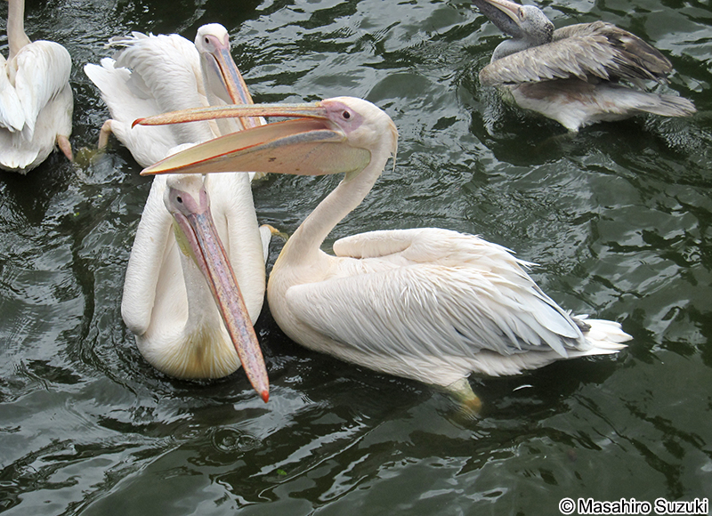 モモイロペリカン Pelecanus onocrotalus