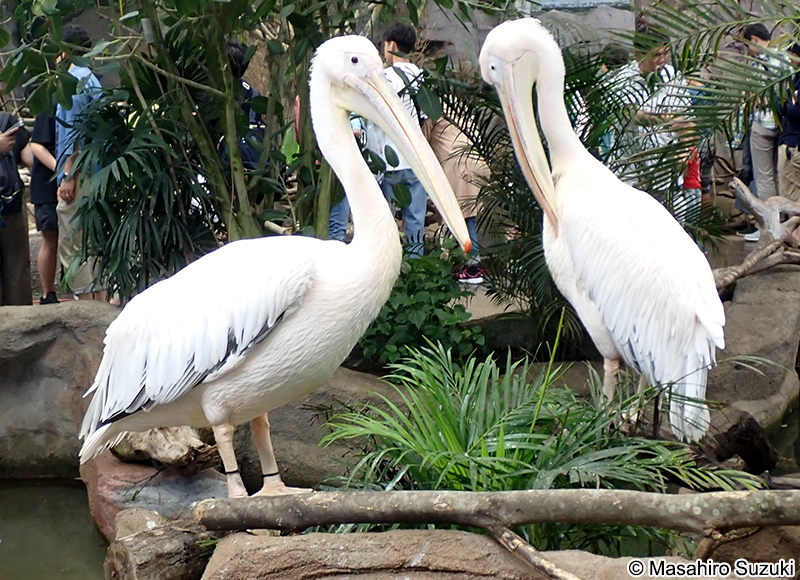 モモイロペリカン Pelecanus onocrotalus