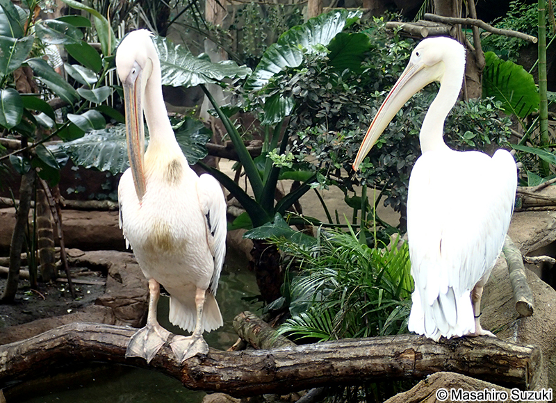 モモイロペリカン Pelecanus onocrotalus