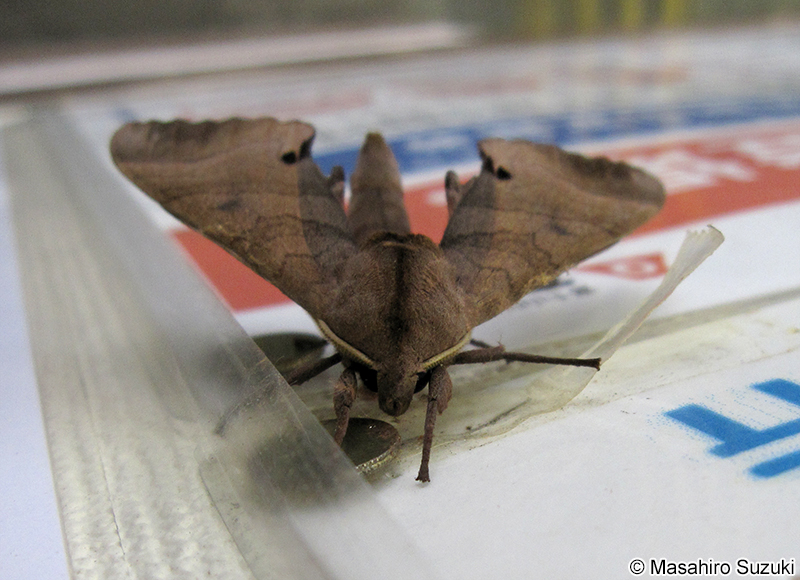 モモスズメ Marumba gaschkewitschii echephron