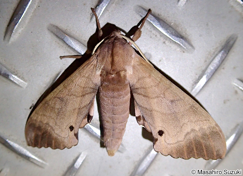 モモスズメ Marumba gaschkewitschii echephron