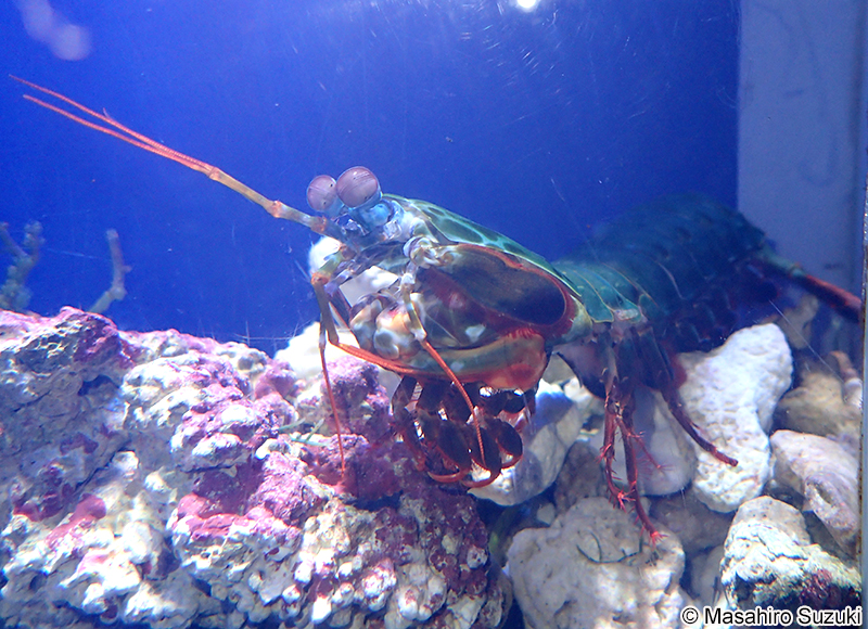 モンハナシャコ Odontodactylus scyllarus