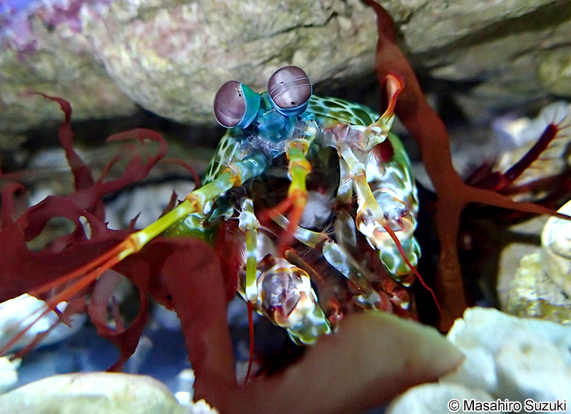 モンハナシャコ Odontodactylus scyllarus